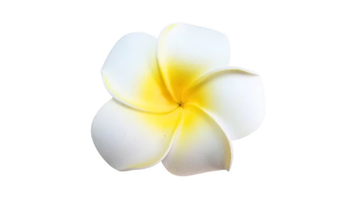 Frangipani Foam Flower