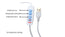 Semi-circle Desktop Lamp White