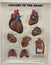 Poster - Anatomy of the Heart