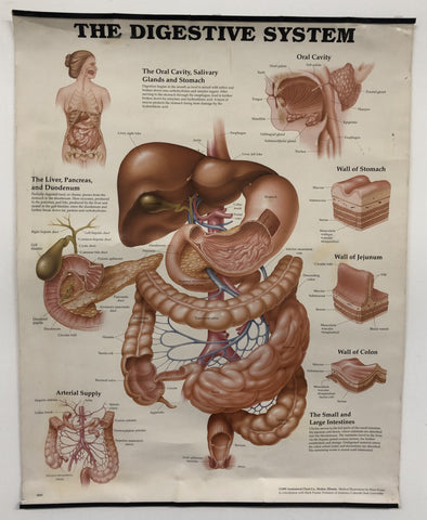 Poster - Digestive System