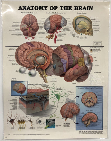 Poster - Anatomy of the Brain - POSBRA