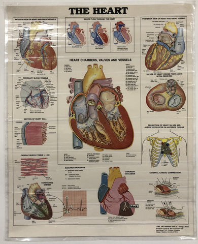Poster - Anatomy of the Heart - POSHEA