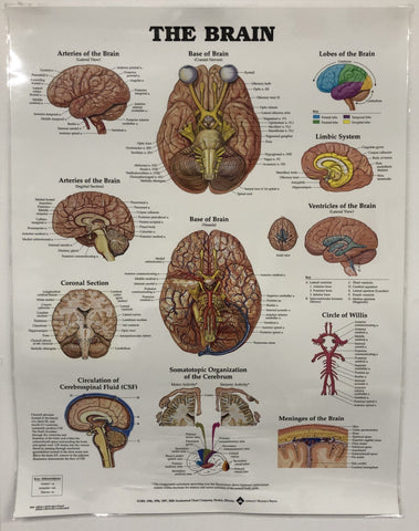 Poster - Brain - POSBR